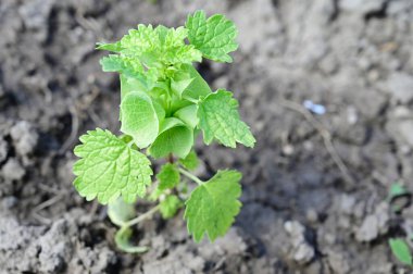 Yaz günü bahçede yeşil bitkiler