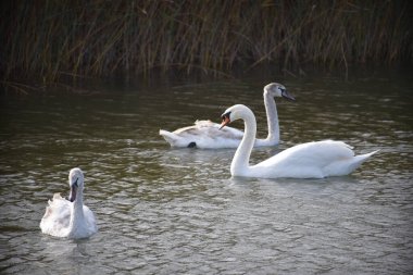 Güzel beyaz kuğular yaz günü göl yüzeyinde yüzerler. 