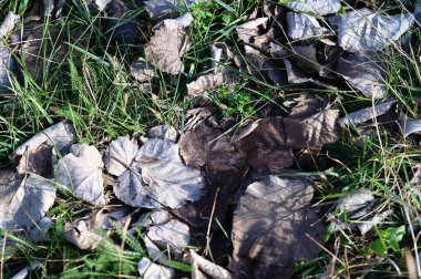 Kuru sonbahar yaprakları, yakın görünüm 