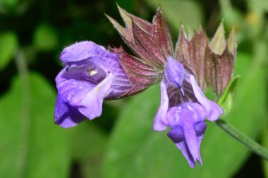 Güneşli yaz gününde bahçede yetişen güzel mor çiçekler. 
