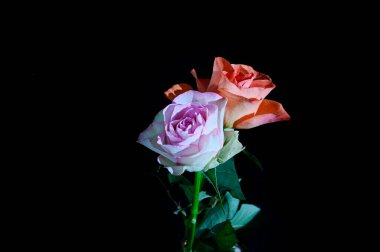 Siyah arka planda izole edilmiş şaşırtıcı yumuşak çiçekler.