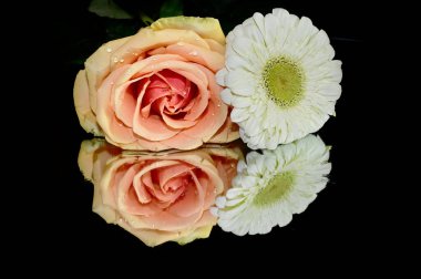 Siyah arka planda izole edilmiş şaşırtıcı yumuşak çiçekler.