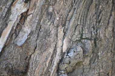 Ağaç kabuğunun ahşap yüzeyi, yakın görüş  