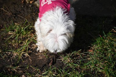 Tatlı köpek yaz günü dışarıda eğleniyor.