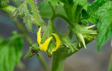 Güneşli yaz gününde bahçede yetişen güzel çiçekler. 