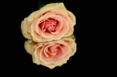 Koyu arkaplanda yansıması olan güzel bir gül çiçeği, yaz konsepti, yakın görüş  