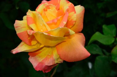 Güneşli yaz gününde bahçede büyüyen güzel bir gül. 