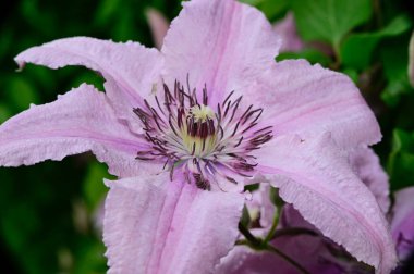 Güneşli yaz gününde bahçede büyüyen güzel Clematis. 