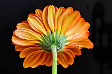 Karanlık arka planda güzel Gerbera çiçeği, yaz konsepti, yakın görüş  