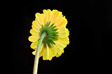 Karanlık arka planda güzel Gerbera çiçeği, yaz konsepti, yakın görüş  