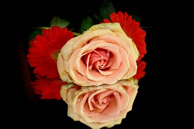 Siyah arka planda izole edilmiş şaşırtıcı yumuşak çiçekler.