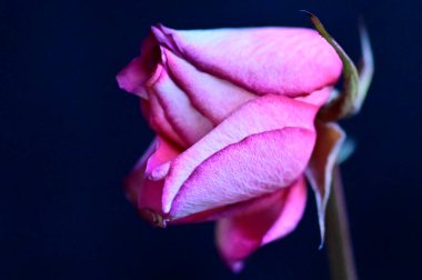 Koyu arkaplanda solan güzel bir gül, yaz konsepti, yakın görüş  