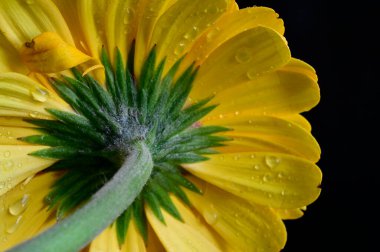 Güzel Gerbera çiçeğinin üzerine çiy damlaları düşer. Karanlık arka plan, yaz konsepti, yakın görüş.  