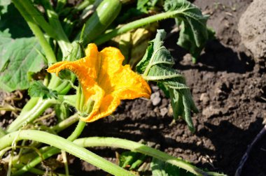 Güneşli yaz gününde bahçede yetişen güzel çiçekler. 