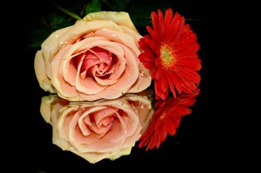 Güzel gül ve Gerbera çiçekleri koyu arkaplanda yansıyor, yaz konsepti, yakın görüş   