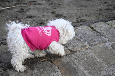 Tatlı köpek yaz günü dışarıda eğleniyor.