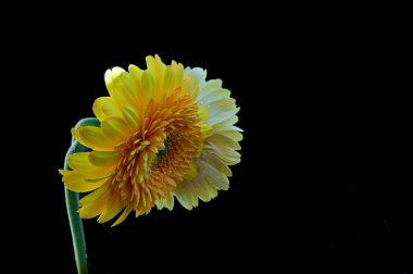 Gerber çiçekleri koyu arkaplanda