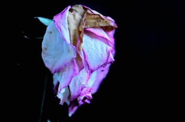 Koyu arkaplanda solan güzel bir gül, yaz konsepti, yakın görüş  