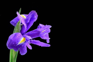 Siyah arka planda izole edilmiş şaşırtıcı yumuşak çiçekler.