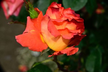 Güneşli yaz gününde bahçede büyüyen güzel bir gül. 