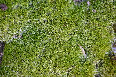 Yaz günü bahçede yeşil bitkiler