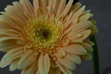 güzel gerbera bulanık arka plan, yaz konsepti, yakın görüş  