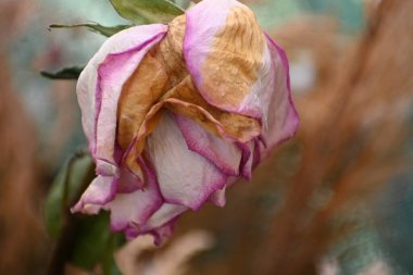 Bulanık arkaplanda solan güzel bir gül, yaz konsepti, yakın görüş  