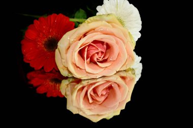 Siyah arka planda izole edilmiş şaşırtıcı yumuşak çiçekler.