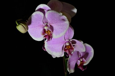 Koyu arkaplanda güzel orkide çiçekleri, yaz konsepti, yakın görüş  