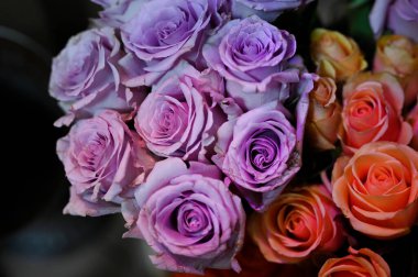 Yazın güneşli bir günde, güzel güller buketi, yakın manzara. 