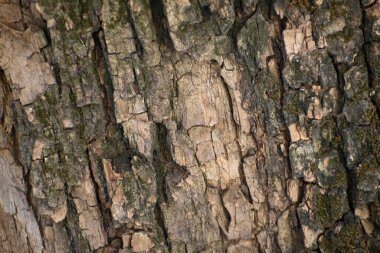 Ağaç kabuğunun ahşap yüzeyi, yakın görüş  