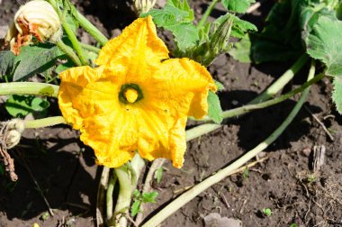 Güneşli yaz gününde bahçede yetişen güzel çiçekler. 