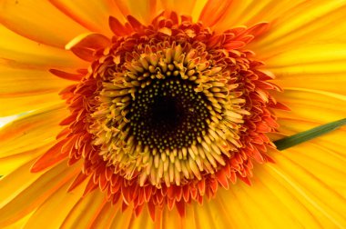 Doğal arka planda güzel Gerbera çiçeği, yaz konsepti, yakın görüş  