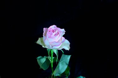 Siyah arka planda izole edilmiş şaşırtıcı yumuşak çiçekler.