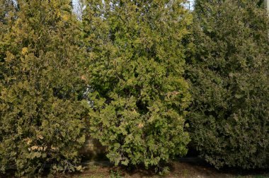 Yaz günü bahçede yeşil bitkiler