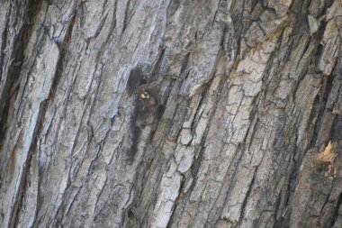 Ağaç kabuğunun ahşap yüzeyi, yakın görüş  