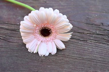Tahta arka planda güzel Gerbera çiçeği, yaz konsepti, yakın görüş   