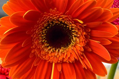 Doğal arka planda güzel Gerbera çiçeği, yaz konsepti, yakın görüş  