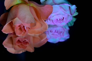 Siyah arka planda izole edilmiş şaşırtıcı yumuşak çiçekler.