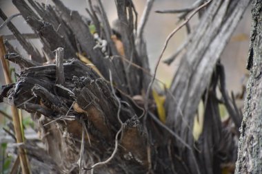 Yaz günü bahçede kuru bitkiler