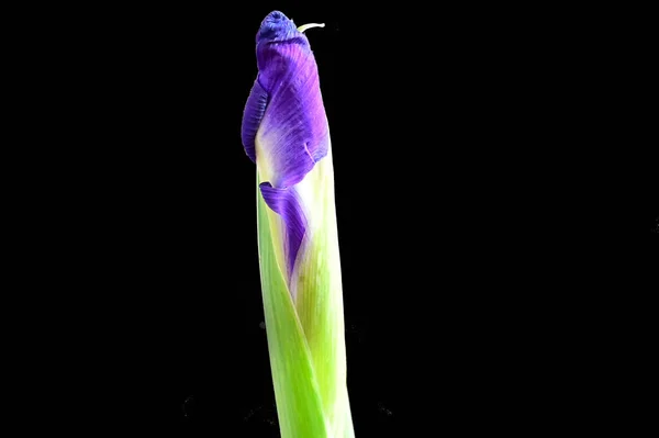 Vacker Iris Blomma Mörk Bakgrund Sommar Koncept Nära Utsikt — Stockfoto