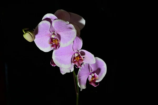 Schöne Orchideenblüten Auf Dunklem Hintergrund Sommerkonzept Nahsicht — Stockfoto