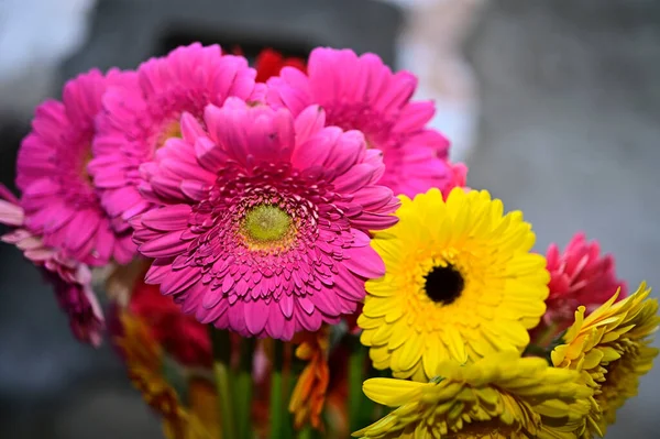 Gerber Květiny Tmavém Pozadí — Stock fotografie