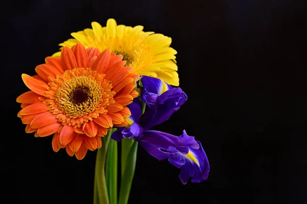 beautiful iris and gerbera flowers on dark background, summer concept, close view