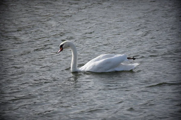 Belo Cisne Branco Nadando Superfície Água Lago Dia Verão — Fotografia de Stock