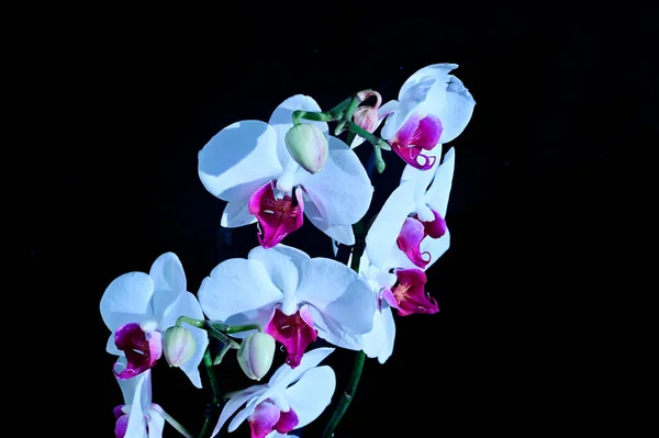 Beautiful Orchid Flowers Dark Background Summer Concept Close View — Stock Photo, Image