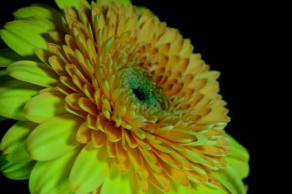 Gerber Blommor Mörk Bakgrund — Stockfoto