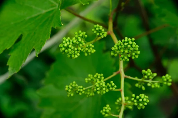 Folhas Verdes Árvore — Fotografia de Stock