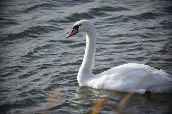 Bellissimo Cigno Bianco Che Nuota Sulla Superficie Dell Acqua Del — Foto Stock