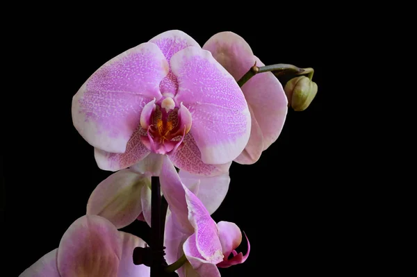 beautiful orchid flowers on dark background, summer concept, close view